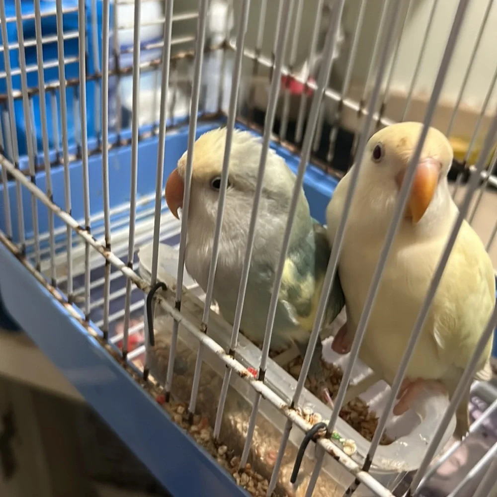 Bird cage